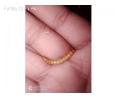 Mealworms available