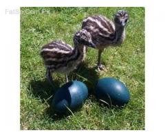Beautiful Emu Chicks and peregrine  falcon birds for sale