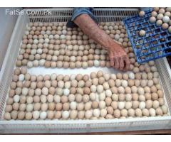 parrot chicks and fertile eggs for sale