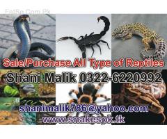 Snake Scorpion Spider Gecko Lizard & All Reptiles Sale / Purchase 03226220992
