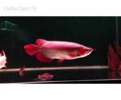 Healthy Arowana And Fresh Water Stingray Fishes For Sale!