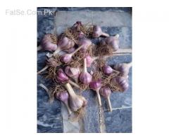 Garlic