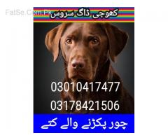 Dog center okara 03010417477