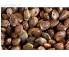 buy fresh Coca Seeds and coca leaves online