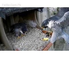 Beautiful Emu Chicks and peregrine  falcon birds for sale