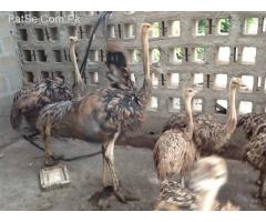 Ostrich Eggs and Chicks