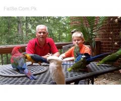 parrot chicks and fertile eggs for sale