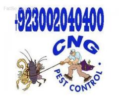 Bed Bug Infestation Signs Effective Bed Bug Service Treatment