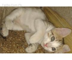 cat kittens mail & femail age are 2 month
