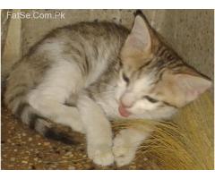 cat kittens mail & femail age are 2 month