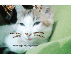 cat kittens mail & femail age are 3 month