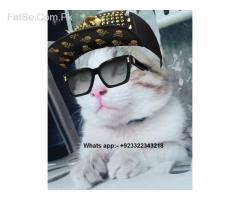 cat kittens mail & femail age are 3 month