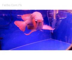 Healthy Arowana And Fresh Water Stingray Fishes For Sale!