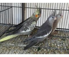 Cockatiels pathay available