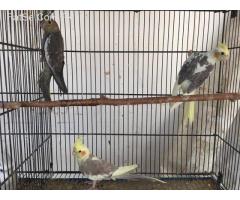 Cockatiels pathay available