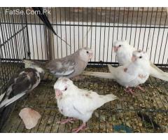 Cockatiels pathay available
