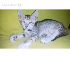 Free cat kittens mail & female