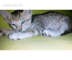 Free cat kittens mail & female