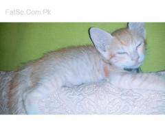 Free cat kittens mail & female
