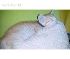 Free cat kittens mail & female