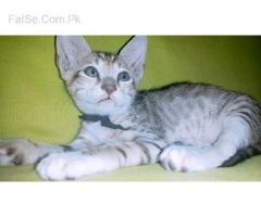 cat kittens grey & brown (free/free)