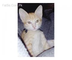 cat kittens grey & brown (free/free)
