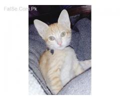 cat kittens grey & brown (free/free)