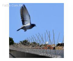 Bird Spike