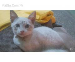 kittens playfully