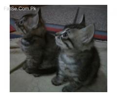 kittens playfully healthy and potty train