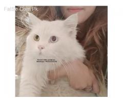 Persian Pure cat kittens