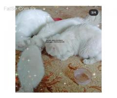 Persian Pure cat kittens