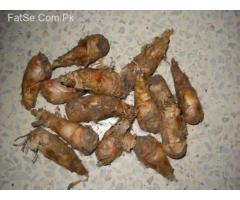 Tube Rose Flower Bulbs