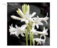 Tube Rose Flower Bulbs