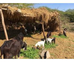 Open Land Plots