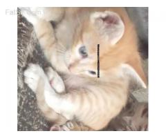 have cat kittens mail & female age