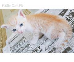 have cat kittens mail & female age