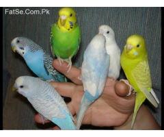 Australian Birds to sell in Islamabad